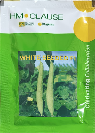 White Seeded F1| Clause| Sponge Gourd| 25G